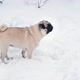Funny Pug Dog Looking Surprised in Snowy Weather - VideoHive Item for Sale