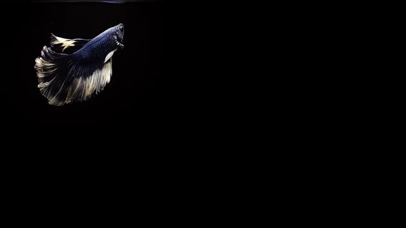 Vibrant and colourful Siamese fighting fish Betta splendens, also known as Thai Fighting Fish or bet alt