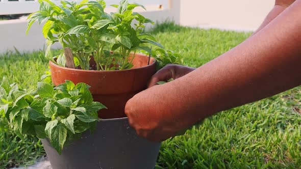Pruning fresh oregano out of the pot. alt