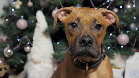 An Interested German Boxer Puppy Looks at the Camera Against the Background of a Christmas Tree with alt
