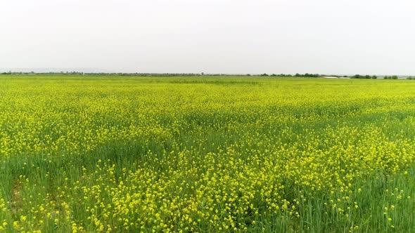 flying back over the flower field alt