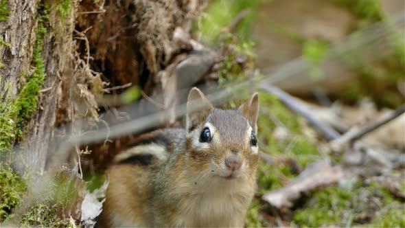 Frightened squirrel at the ground of a tree trunk at a forest, static shot alt