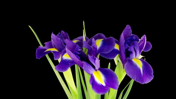Bouquet of Blue Irises Bloom on a Black Background Time Lapse alt