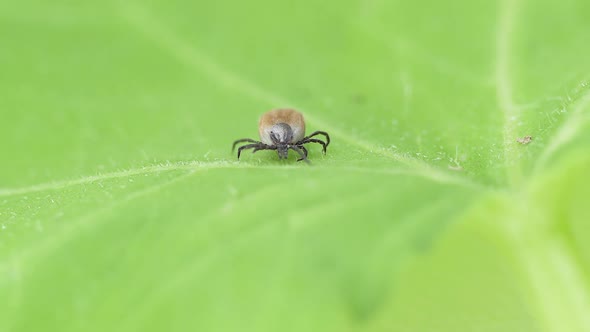 Dangerous insect mite. Encephalitis, Lyme disease infection.