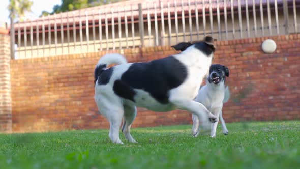 Two small puppy dogs, fighting playfully on grass, slow motion. alt
