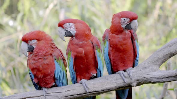 Group of red-and-green macaws chilling in a tree; static shot alt