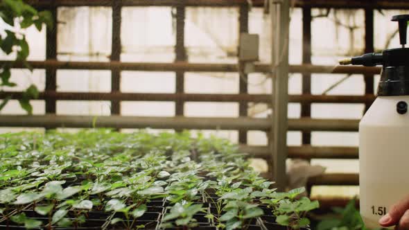 Hands of Male Farmer Spraying Green Plants with Water in Greenhouse alt