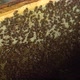 Honey Bees Sit in a Hive on Honeycombs - VideoHive Item for Sale