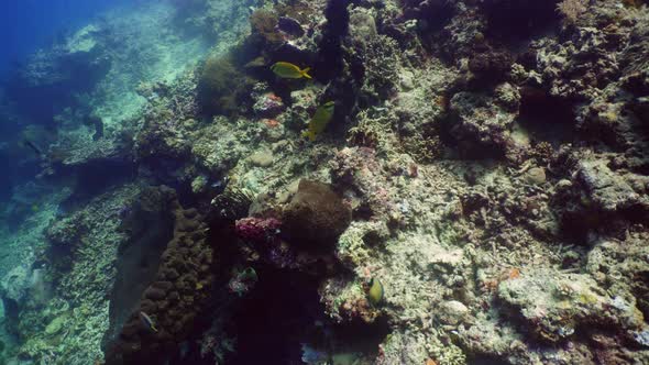 Coral Reef and Tropical Fish alt