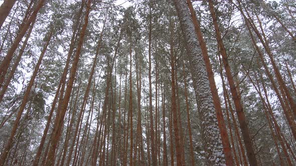 Winter Pine Forest Panoramic Video