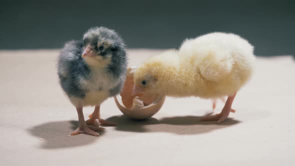 Helpless Baby Chicks Are Poking and Playing with Each Other alt