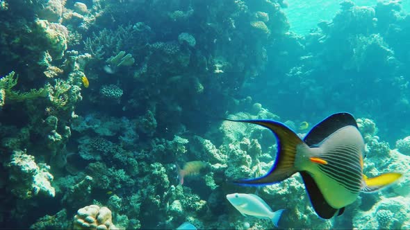 Exotic Fish in the Surf Zone alt