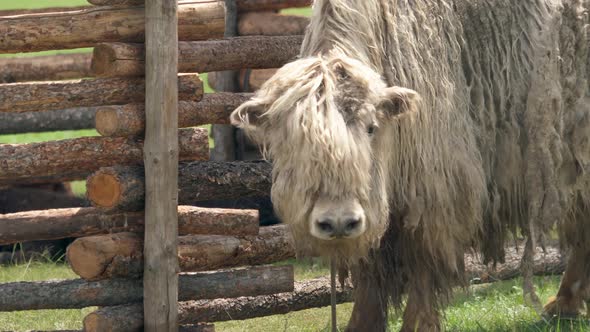 White Yak With Extremely Long Hair Fur alt