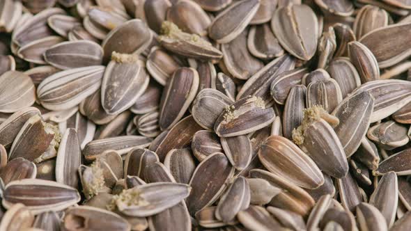 Sunflower Seeds Corrupted with Bird Seed Pantry Moths