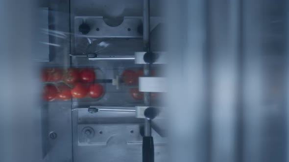 Closeup Tomato Packing Line Working Process Moving Fresh Redd Vegetables Boxes alt