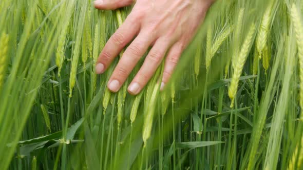 Strong Male Hand Gently Runs on Fresh Green Wheat in the Field Checking the Future Harvest alt
