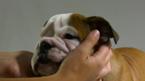 bulldog puppy getting pet face squished close up 4k alt