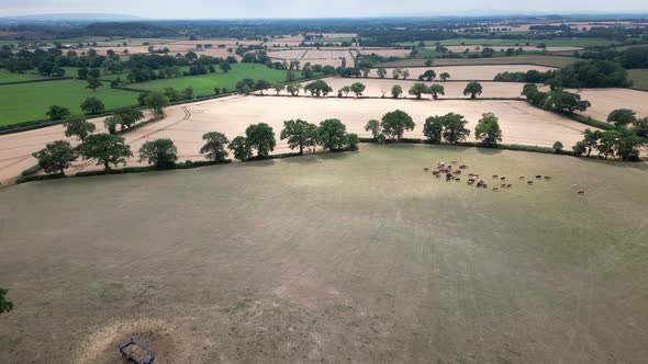 An aerial view of Wheat fields ready for harvest on land in Worcestershire, England. alt