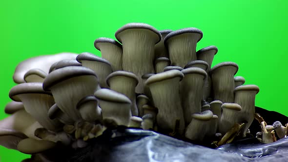 Mushrooms time lapse green screen.