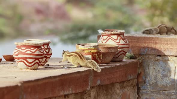 Indian Palm Squirrel or Threestriped Palm Squirrel Funambulus Palmarum alt