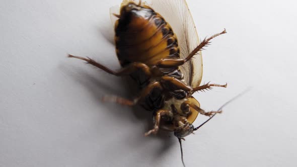 A Huge Winged Cockroach Lies on Its Back Moves and Tries to Roll Over