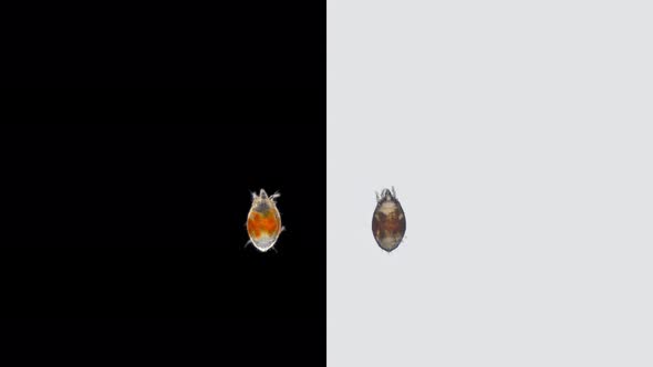 Mite Acari of the Family Tarsonemidae Under a Microscope Order Trombidiformes alt