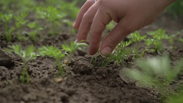 Closeup Hands Girls Porazhayut Young Carrots. Close-up of the Girl's Hands Pulled Out of the Ground alt