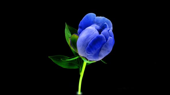 Timelapse of Spectacular Beautiful Blue Peony Flower Blooming on Black Background alt