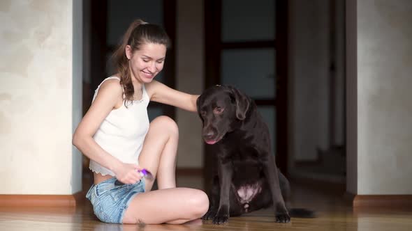 Girl combing a labrador at home in the hallway. A large brown dog sits quietly alt