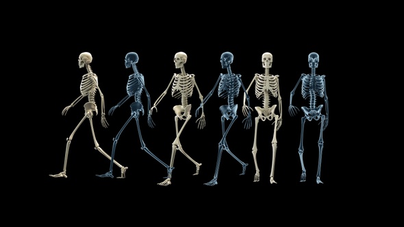 Skeleton Walk Cycle Pack 4 K, Motion Graphics | VideoHive