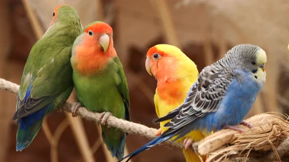 Close up shot of tropical multicolored Canary Birds perched on rope in zoo during sunlight alt