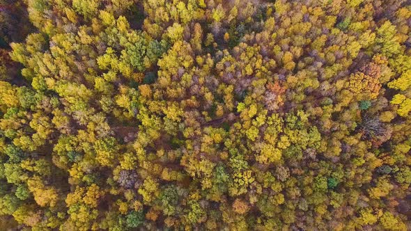 A Drone Flies Over the Autumn Forest. Camera Zoom. the View from The Height.