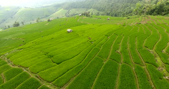 Rice Field Terrace on Mountain Agriculture Land alt