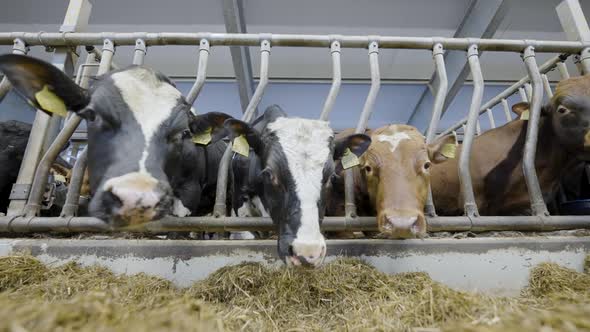 Cattle in pens eating hay at feed trough, intensive livestock farming alt