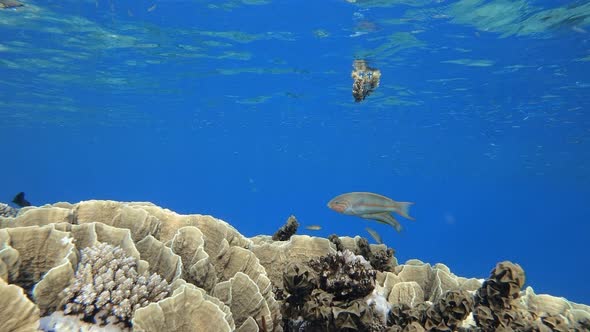 Reef Underwater Marine Scene