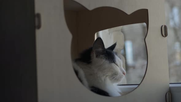 Black White Cat Sitting in a House with Legs in the Shape of a Cat