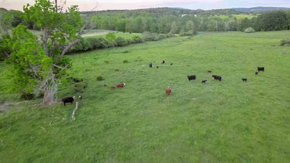 Panorama in Cow Grazing Meadow on Mountain Hill alt