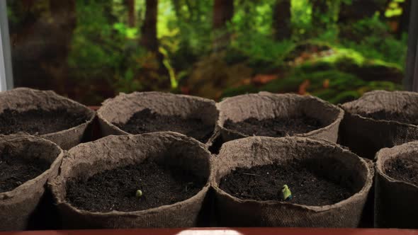Plants Growing Timelapse Sprouts Germination on Window in Seedling Pot alt