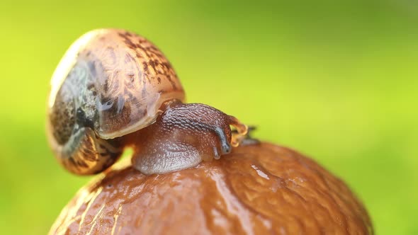 Close-up of a Snail Slowly Creeping in the Sunset Sunlight. alt