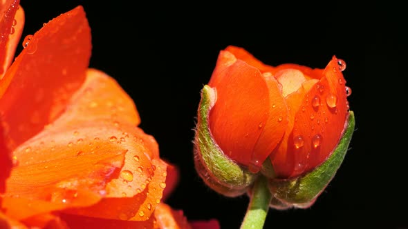 Wild flowers Ranunculus alt