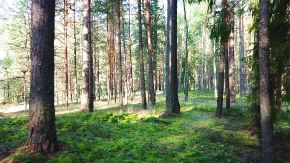 Morning In A Pine Forest alt