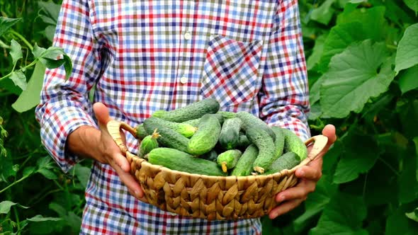 Cucumber Harvest in the Hands of a Male Farmer alt