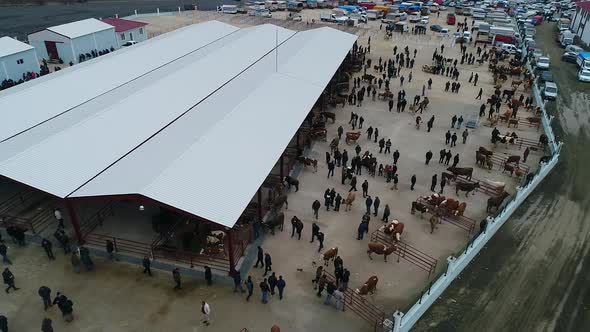 Cattle Market Aerial View