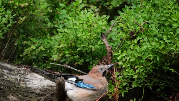 Eurasian Jay Colorful Bird Eating Sitting on a Tree and Looking Around alt