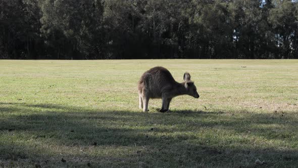 Baby joey Kangaroo grazing in a shady grass covered field in outback Australia. alt