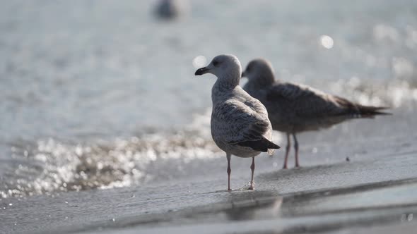 Seagull pair in waves washing in on dutch beach in daylight - slow motion alt