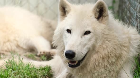 The White Wolf Rests and Looks Sideways Warily alt
