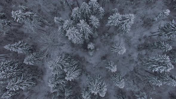 Aerial View Down to Winter Forest