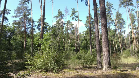 Forest with Trees on a Summer Day Slow Motion alt
