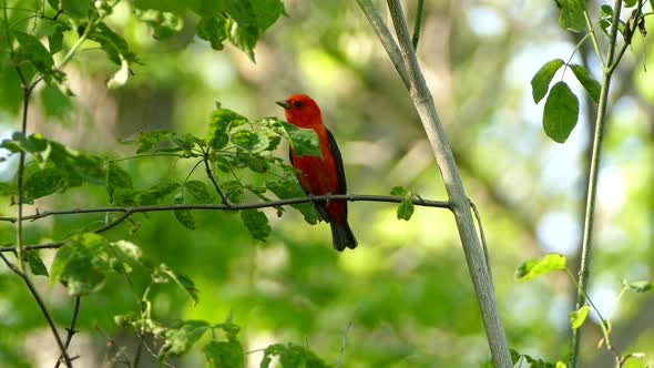 Cute little red and black bird perched on a small branch facing the camera takes flight. alt